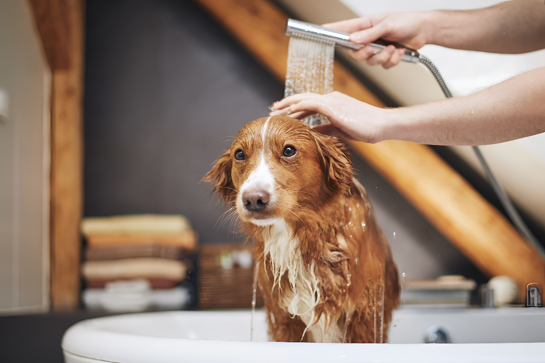 Importance of Grooming Your Pets Regularly